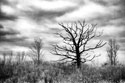 Dead tree, Davison, Michigan