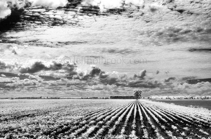 Crops near Vassar, Michigan